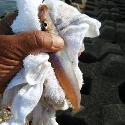 播磨新島のキス調査