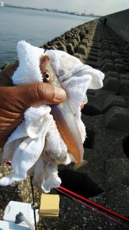 播磨新島のキス調査