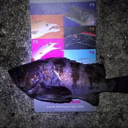 良いアジが釣れました。