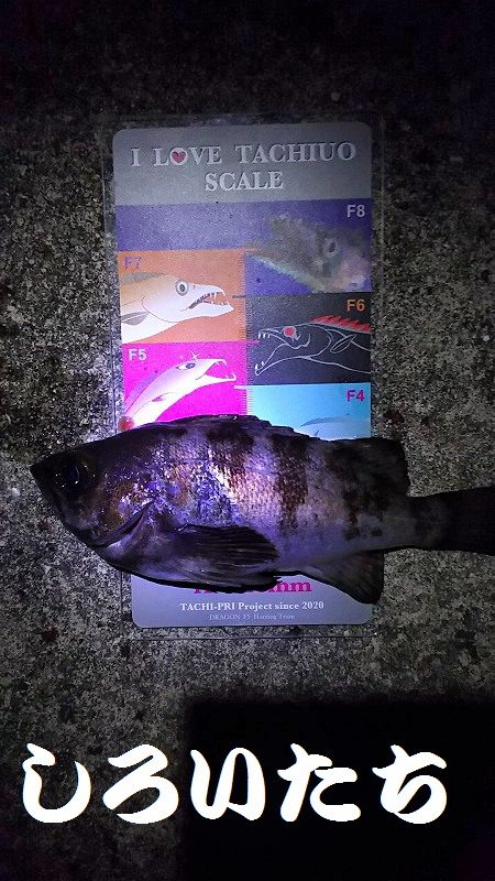 良いアジが釣れました。