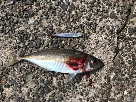 ジクサビキとダイソーバイブ