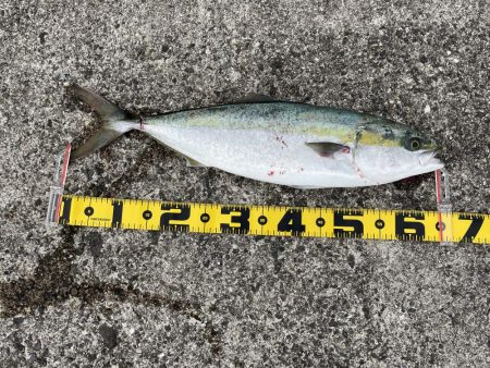 緊急事態宣言前最後の釣行、先週とはガラッと…