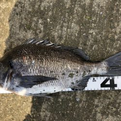 イチノ兄弟、釣果！