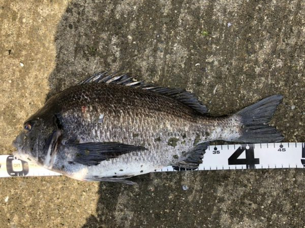 イチノ兄弟、釣果！