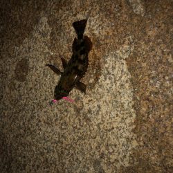 サイズが出ない