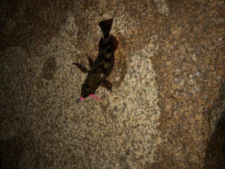 サイズが出ない