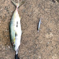 渋いながらも今年初の青物