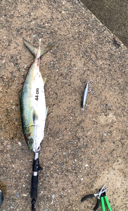 渋いながらも今年初の青物