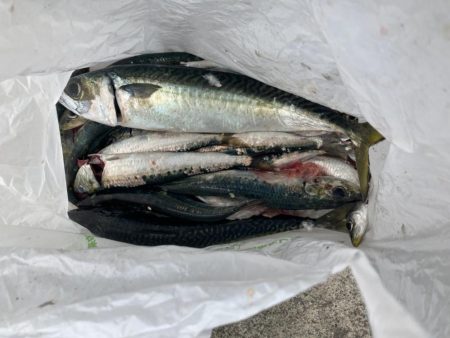 ブリフィーバー