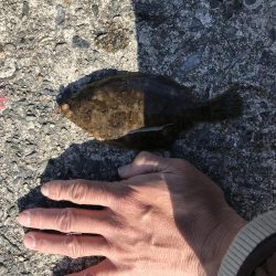 わかめもうみけむしの猛攻