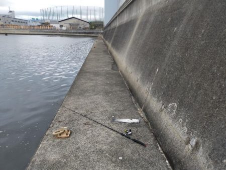 今年初シーバス