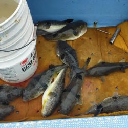 ブリっと出た～