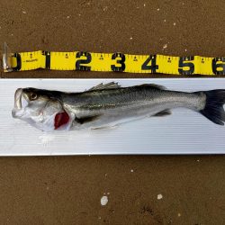 100均メタルバイブで60オーバー