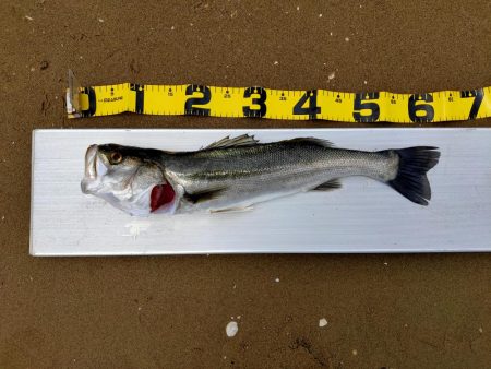 100均メタルバイブで60オーバー