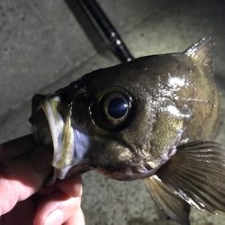 フロートにて尺メバル