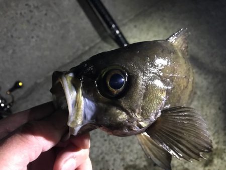 フロートにて尺メバル