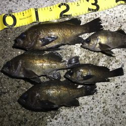 やっぱり尺越えは一匹でした