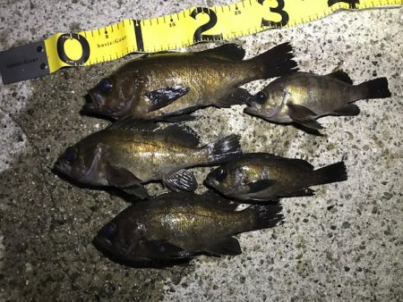 やっぱり尺越えは一匹でした