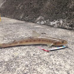 渋い中なんとかゲット!