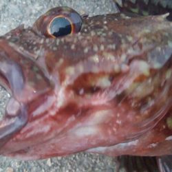 釣りデビュー　118日目