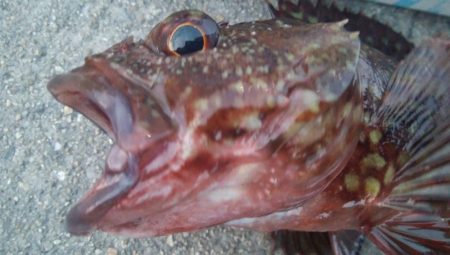 釣りデビュー　118日目