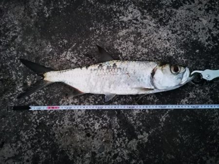 今日は嫁さんが釣りました