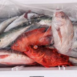 康仁丸・ジギング釣り果