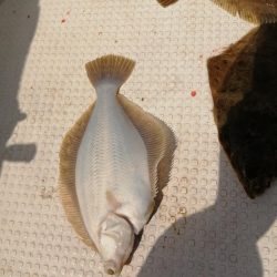 今季初カレイ釣り