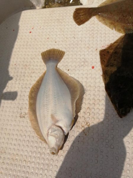 今季初カレイ釣り