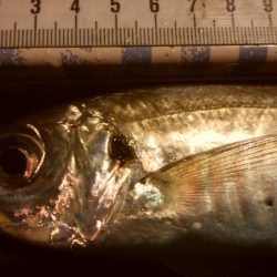 釣りデビュー　121日目