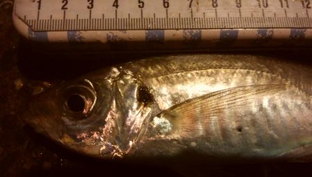 釣りデビュー　121日目