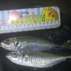 釣りデビュー　123日目