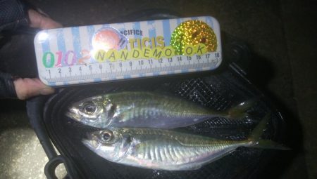 釣りデビュー　123日目