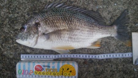 釣りデビュー　124日目