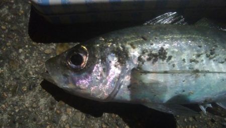 釣りデビュー　125日目