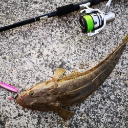 １０日ぶりにやっと釣れました