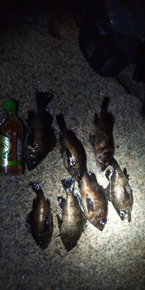 岸和田港メバリング