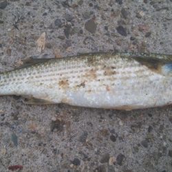 釣りデビュー　127日目