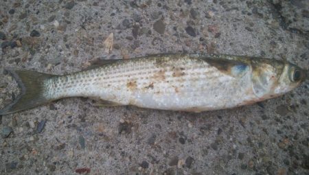 釣りデビュー　127日目