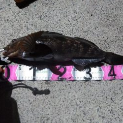 牡鹿半島アイナメ