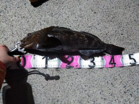 牡鹿半島アイナメ