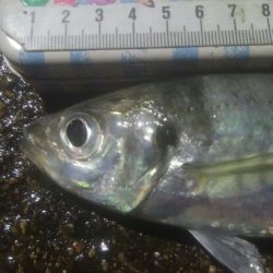 釣りデビュー　128日目