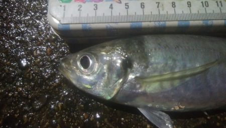 釣りデビュー　128日目