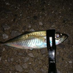アジ釣り