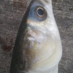 釣りデビュー 129日目