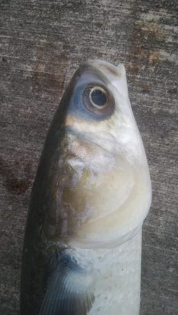 釣りデビュー 129日目