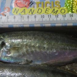 釣りデビュー　130日目