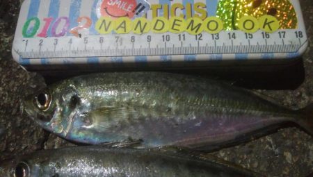 釣りデビュー　130日目