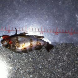 パワーイソメ無双