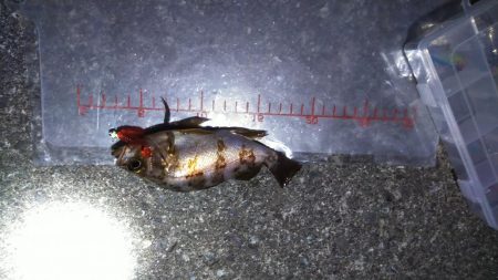 パワーイソメ無双